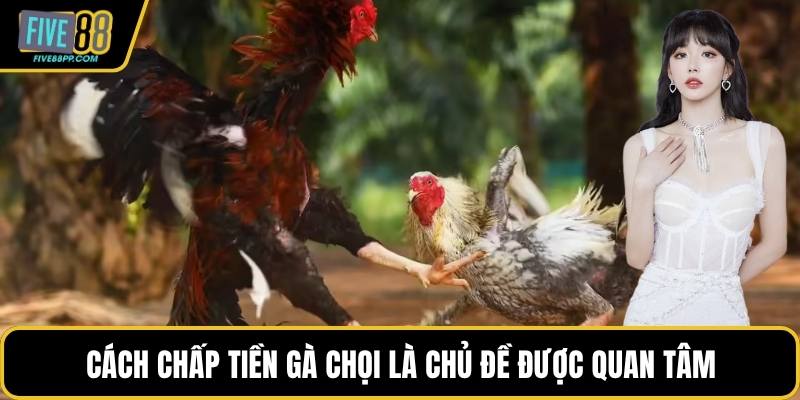 Cách chấp tiền gà chọi là chủ đề được quan tâm