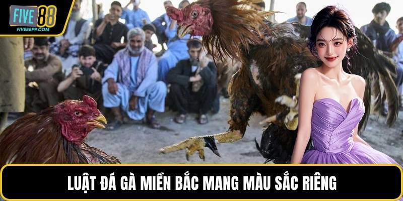 Luật đá gà miền Bắc mang màu sắc riêng